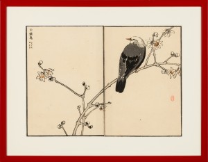 "Szczeciak rudouchy" 